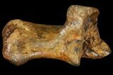 Fossil Horse Bone (Calcaneous) - Rhine River, Germany #111899-3